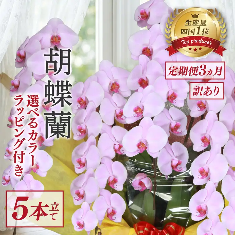 【定期便3ヶ月】 【訳あり】 胡蝶蘭 5本立て ピンク 花