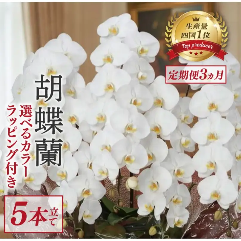 【定期便3ヶ月】 胡蝶蘭 5本立て 白 ハイグレード
