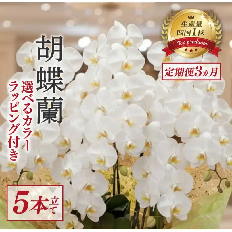 【定期便3ヶ月】  胡蝶蘭 5本立て 白 スタンダード 花 