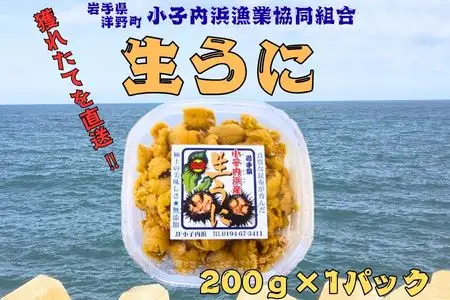 「種市産」天然生うに200g×1パック ミョウバン不使用 無添加 北三陸 増殖溝 雲丹 産地直送
