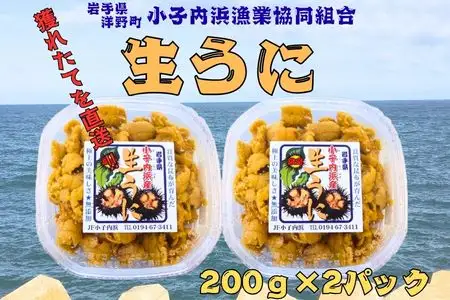 「種市産」天然生うに200g×2パック ミョウバン不使用 無添加 北三陸 増殖溝 雲丹 産地直送