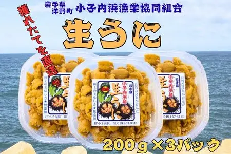 「種市産」天然生うに200g×3パック ミョウバン不使用 無添加 北三陸 増殖溝 雲丹 産地直送