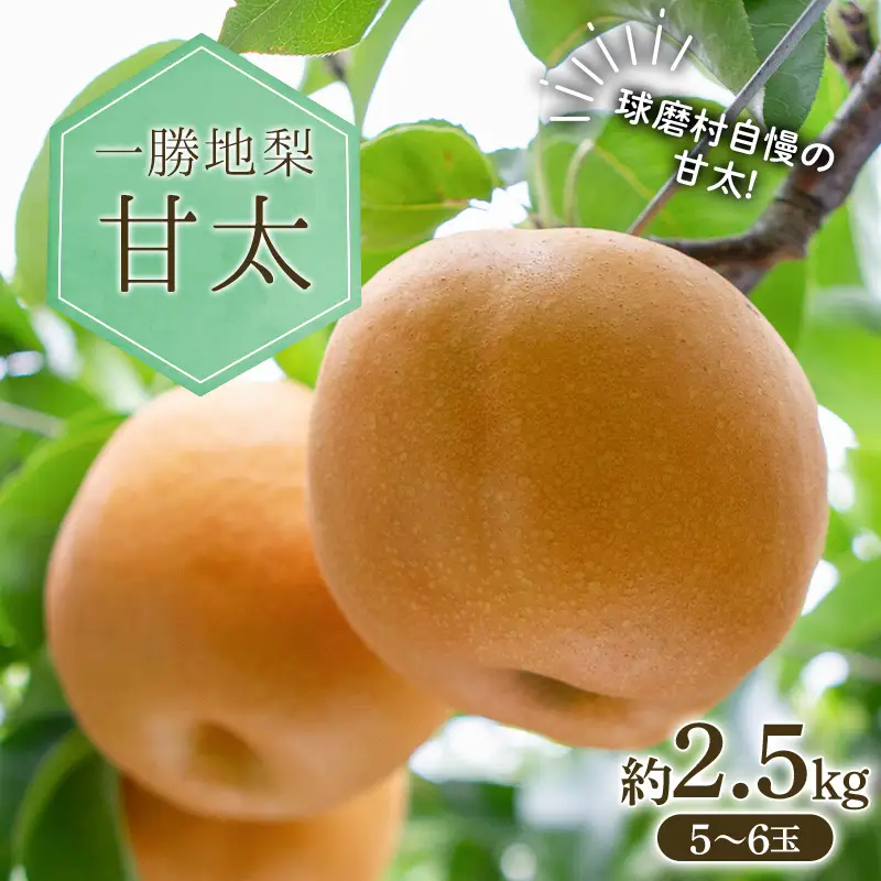 FKP9-713 一勝地梨 甘太 約2.5kg なし ナシ デザート フルーツ 果物 くだもの 果実 食品