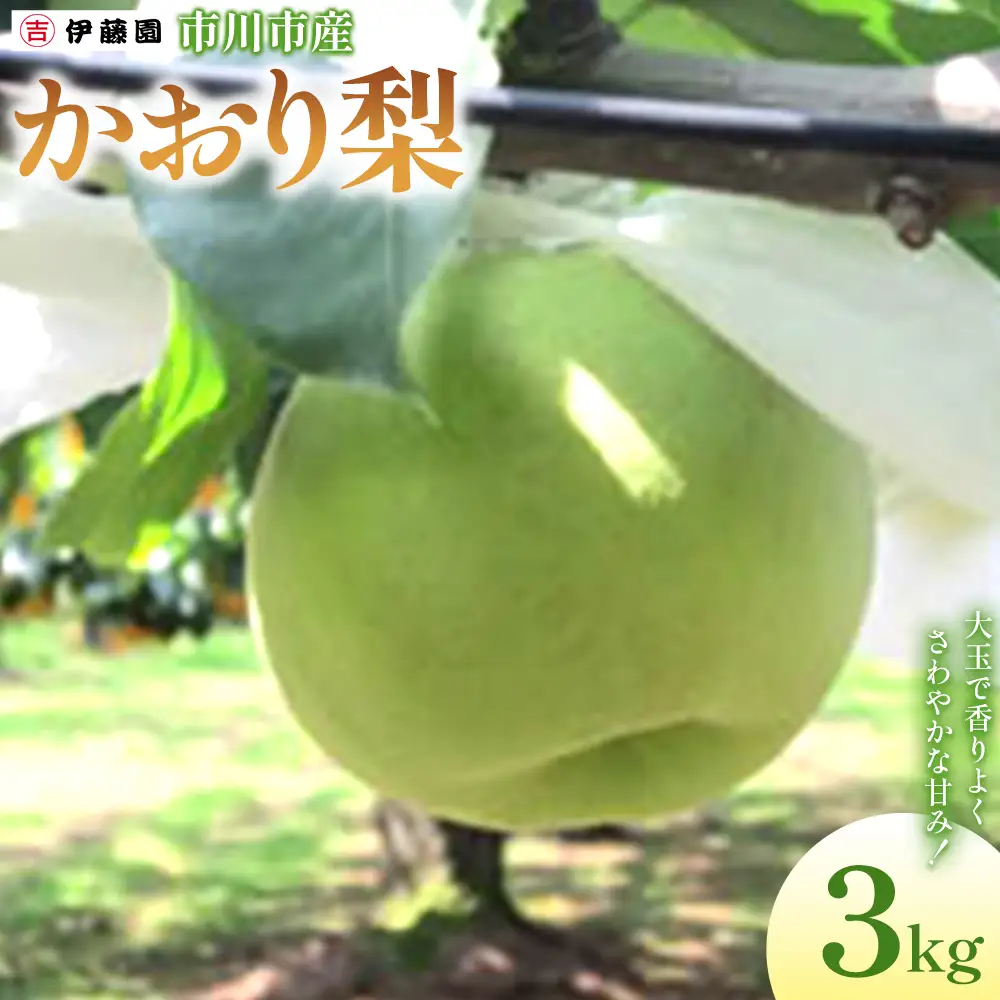 市川の梨　かおり　6玉～8玉　【12203-0458】 なし ナシ 市川のなし 果物 くだもの フルーツ 市川市 梨の伊藤園