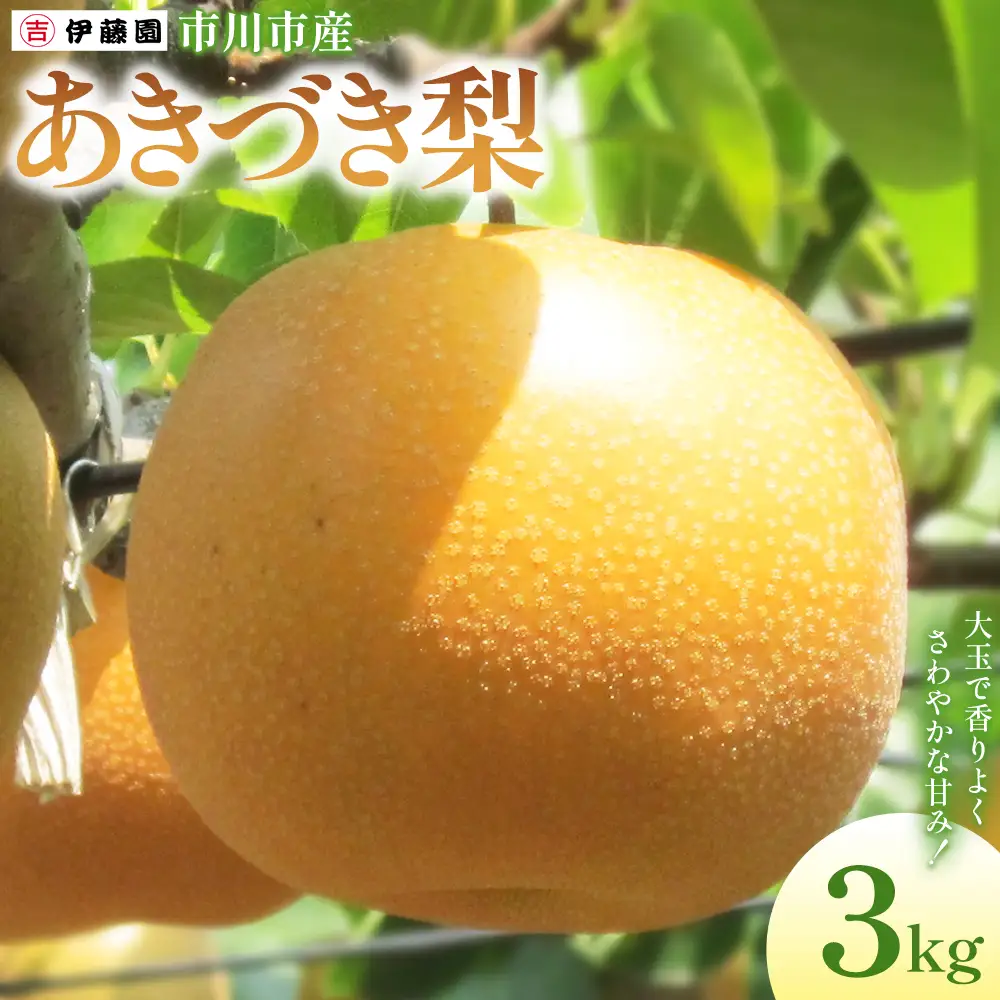 市川の梨　あきづき　6玉～8玉　【12203-0459】 なし ナシ 市川のなし 果物 くだもの フルーツ 市川市 梨の伊藤園