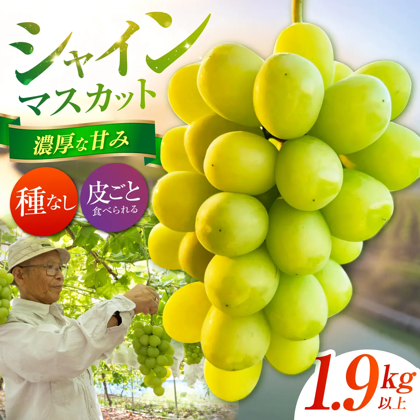 【先行予約】 シャインマスカット 1.9kg以上 【小林農園】 / ブドウ ぶどう 果物 種なし[HAX009]