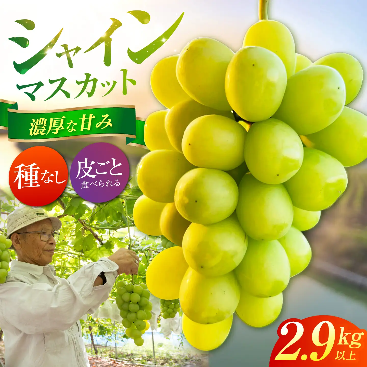 【先行予約】 シャインマスカット 2.9kg以上 【小林農園】 / ブドウ ぶどう 果物 種なし[HAX010]