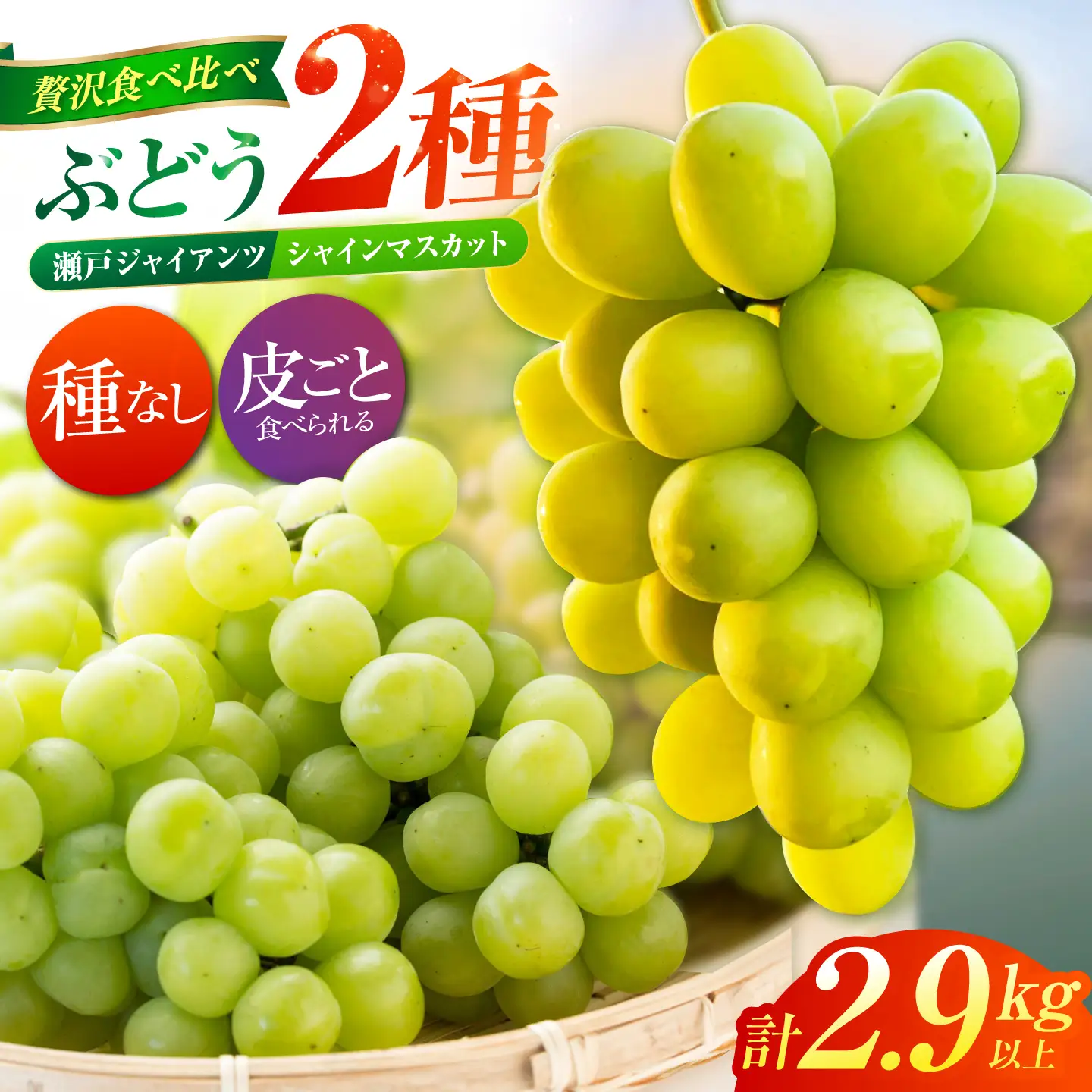 【先行予約】 ぶどう2種詰め合わせ（瀬戸ジャイアンツ・シャインマスカット） 総計2.9kg以上 【小林農園】 / ブドウ ぶどう 果物 種なし[HAX013]