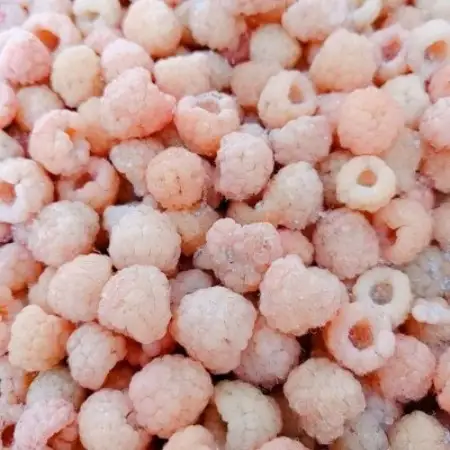 【令和8年10月以降出荷】冷凍イエローラズベリー 3kg(500g×6袋)【配送不可地域：離島】【1725960】