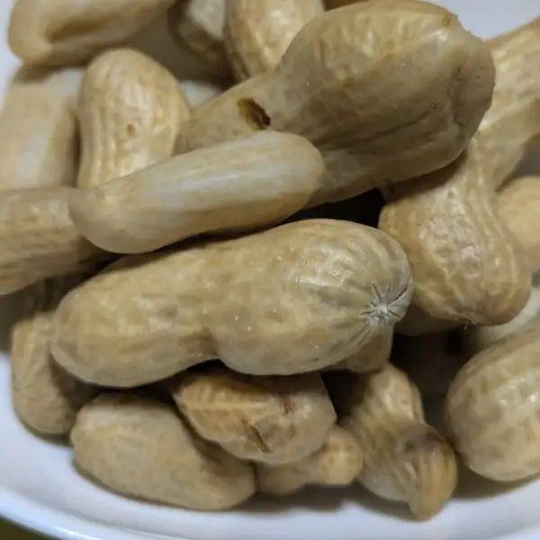 秦野の特産　生落花生　おおまさり　約500g from 名水の里　秦野　008-48