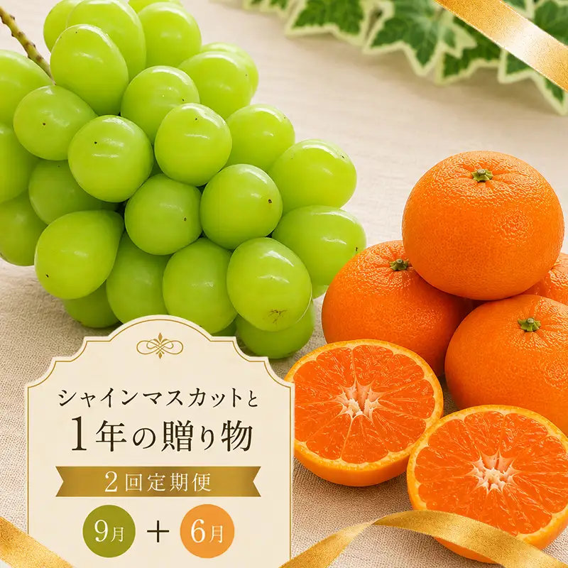 フルーツ 定期便 2回 訳あり 紅みかん シャインマスカット みかん