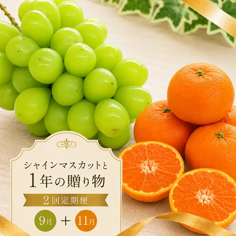 フルーツ 定期便 2回 みかん シャインマスカット 小原紅早生 フルーツ