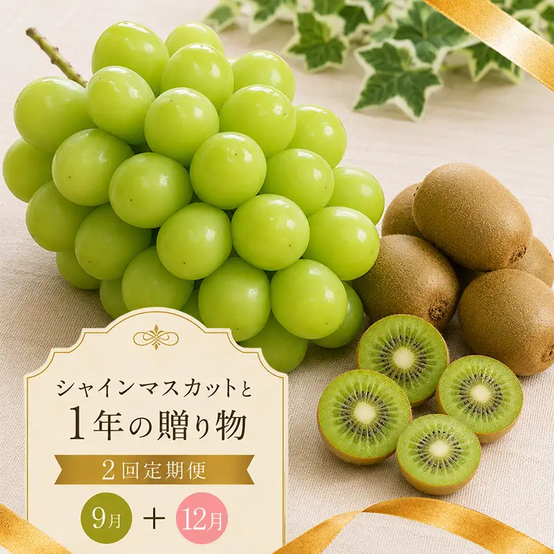 フルーツ 定期便 2回 キウイ シャインマスカット キウイっこ フルーツ
