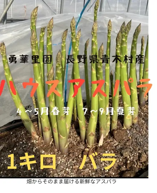朝採りアスパラガス　L〜2Lサイズ　1kg