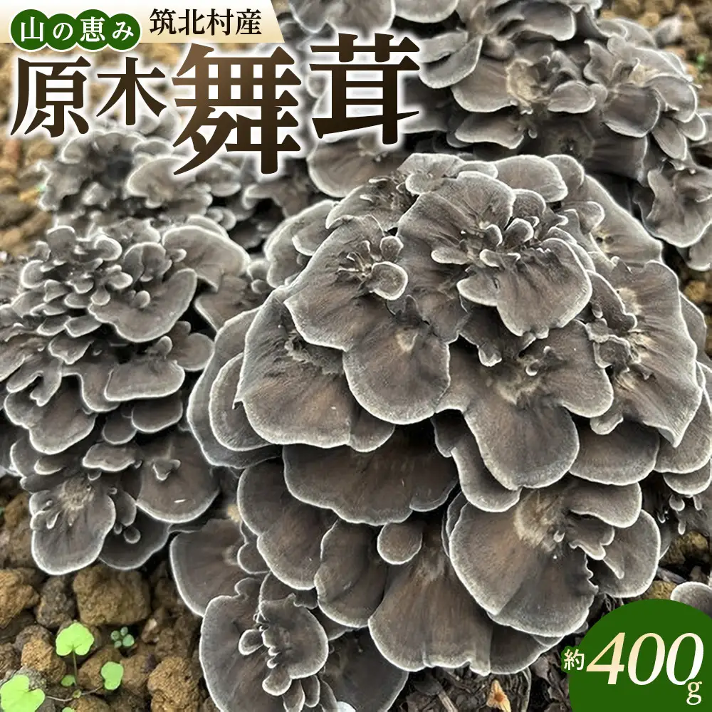 先行予約【2026年9月中旬頃～順次発送予定】ちっくほっくふぁ～む　山の恵み　原木舞茸 400g| 筑北村 農産物 きのこ 栽培由来 天然近い環境 肉厚食感 香り豊か 旨み強い 秋収穫 食卓活用 調理用途 人気 おすすめ 山菜 食材 和食素材 炒め物 炊き込み料理 天ぷら お取り寄せ 通販 送料無料 ふるさと納税