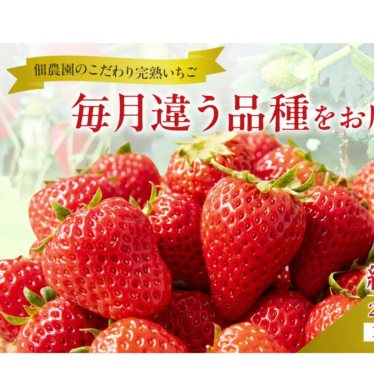 いちご あすかルビー 古都華 奈乃華 奈良県産 いちご【270g×2パック】【定期便3回】【先行予約】