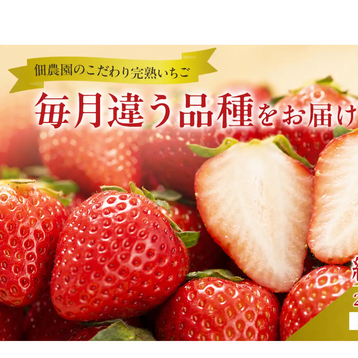 いちご 奈乃華 古都華 奈良県産 いちご【270g×2パック】【定期便2回】【先行予約】