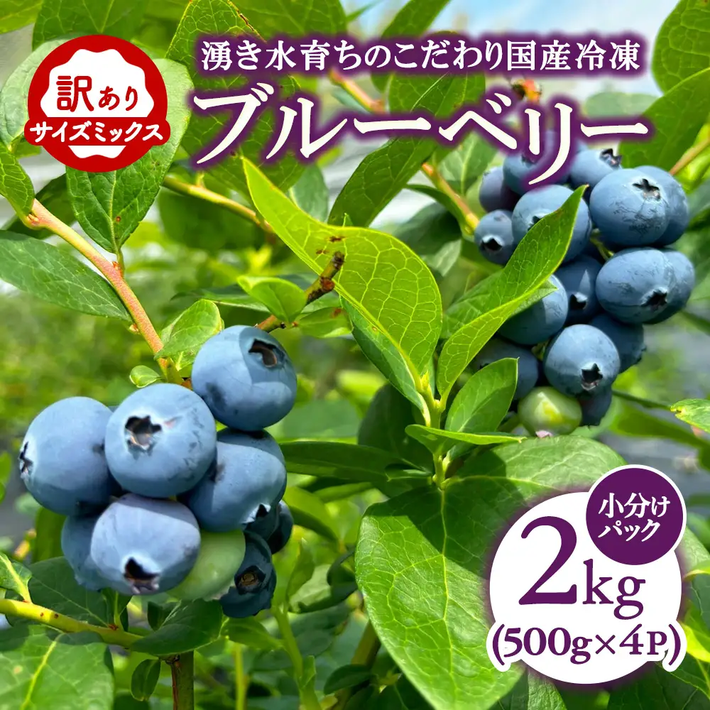 【訳あり2kg】湧き水育ちの国産冷凍ブルーベリー(500g×4パック)農家直送【ブルーベリーガーデンcoicoi/愛知県額田郡幸田町】 ※2026年6月～発送
