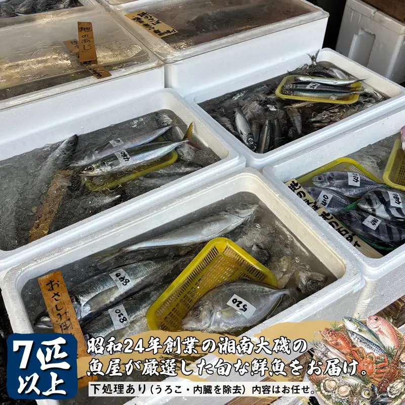 【下処理あり（うろこ・内臓を除去）】昭和24年創業の湘南大磯の魚屋が厳選した旬な鮮魚をお届け。7匹以上。内容はお任せ【 魚 神奈川県 大磯 湘南 特産品 贈答品 地魚 お歳暮・お中元 大磯グルメ 】