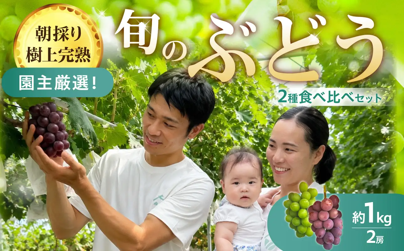 【朝採り樹上完熟】園主厳選！旬のぶどう2品種食べ比べセット フルーツ 103-01