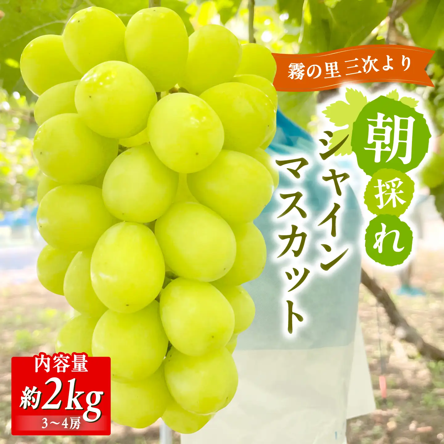 シャインマスカット 家庭用 約2kg(3～4房) [APDJ002] シャインマスカット
