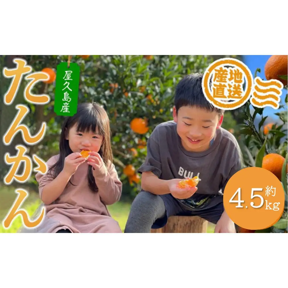 【先行予約・2027年発送】家庭用・訳あり 屋久島産たんかん4.5kg満杯箱(M～3Lサイズ混合・約26玉前後)