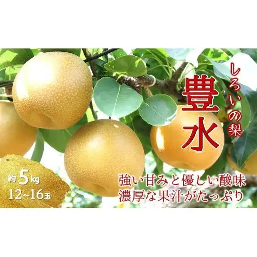 【2026年秋収穫分】豊水 梨 5kg 12～16玉 予約受付 しろいの梨 果汁たっぷり ジューシー みずみずしい 甘い 美味しい