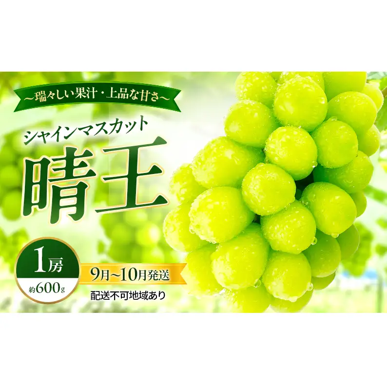 ぶどう 2026年 先行予約 シャインマスカット 晴王 1房 約600g 9月～10月発送 岡山県産 シャインマスカット