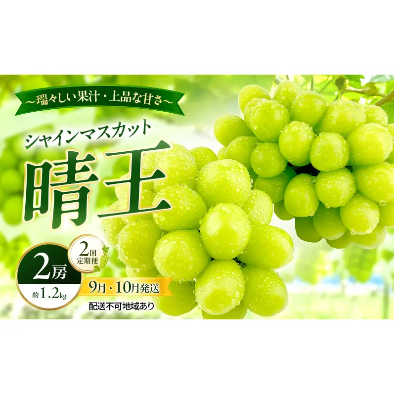ぶどう 2026年 先行予約 定期便 シャインマスカット 晴王 2房 約1.2kg 9月・10月 2回発送  岡山県産 シャインマスカット
