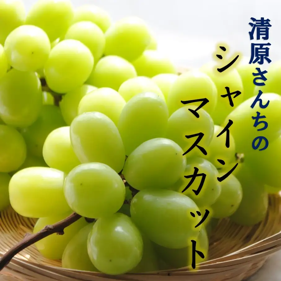 清原さんちのシャインマスカット 約1.5kg_1583R
