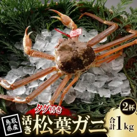 【先行予約】鳥取県産 タグ付き 活 松葉がに 500g×2杯(中村商店)2026年11月発送【配送不可地域：離島・北海道・沖縄県・東北・信越、北陸】【1653914】