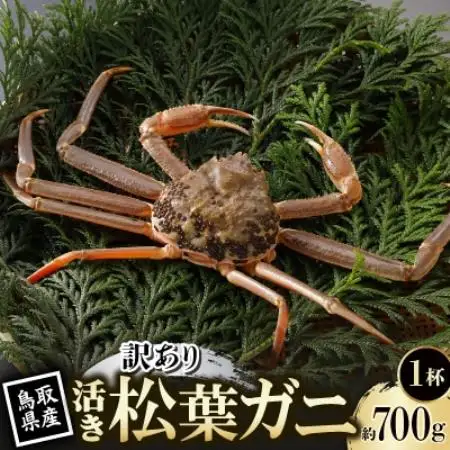 【先行予約】鳥取県産 訳あり 活 松葉がに 700g×1杯(中村商店)2026年11月発送【配送不可地域：離島・北海道・沖縄県・東北・信越、北陸】【1653961】