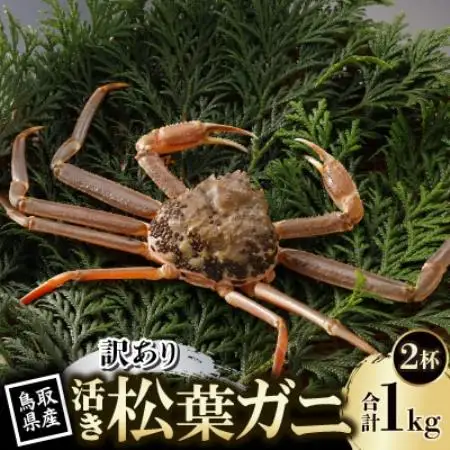 【先行予約】鳥取県産 訳あり 活 松葉がに 500g×2杯(中村商店)2026年11月発送【配送不可地域：離島・北海道・沖縄県・東北・信越、北陸】【1653973】