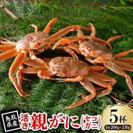 【先行予約】鳥取県産 活 親がに(セコガニ)200～230g×5杯 2026年11月発送【配送不可地域：離島・北海道・沖縄県・東北・信越、北陸】【1653989】