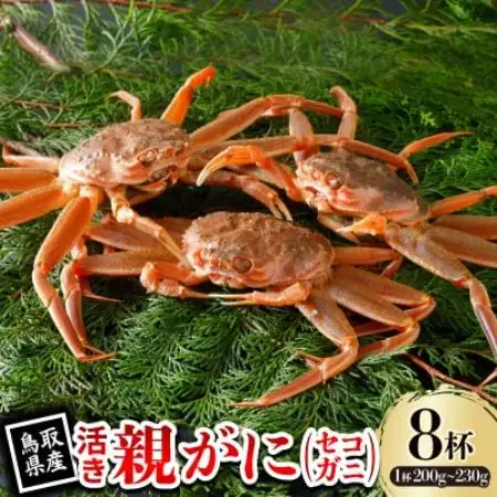 【先行予約】鳥取県産 活 親がに(セコガニ)200～230g×8杯 2026年11月発送【配送不可地域：離島・北海道・沖縄県・東北・信越、北陸】【1653991】