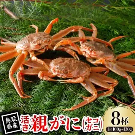 【先行予約】鳥取県産 活 親がに(セコガニ)100～130g×8杯 2026年11月発送【配送不可地域：離島・北海道・沖縄県・東北・信越、北陸】【1654000】