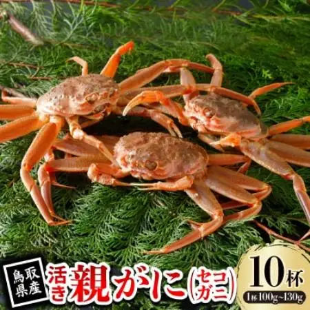 【先行予約】鳥取県産 活 親がに(セコガニ)100～130g×10杯 2026年11月発送【配送不可地域：離島・北海道・沖縄県・東北・信越、北陸】【1654001】