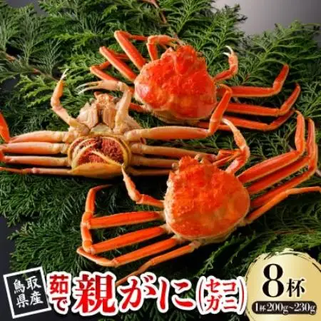 【先行予約】鳥取県産 茹 親がに(セコガニ)200～230g×8杯 2026年11月発送【配送不可地域：離島・北海道・沖縄県・東北・信越、北陸】【1654342】