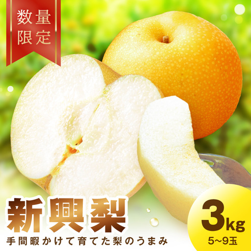 【先行予約／数量限定100】新興梨 3kg（2026年10月中旬～発送）ふるさと納税　フルーツ くだもの 国産 梨 新興梨　先行予約 ふるさと納税 梨