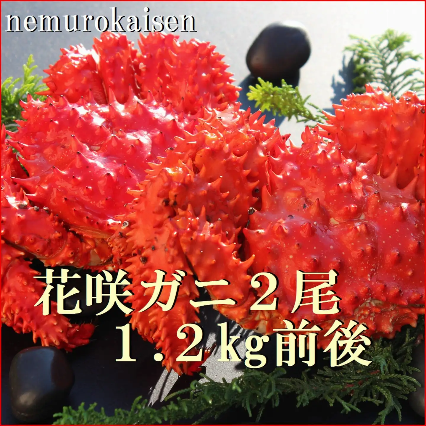 【北海道根室産】花咲ガニ2尾 計1.2kg前後 B-57031