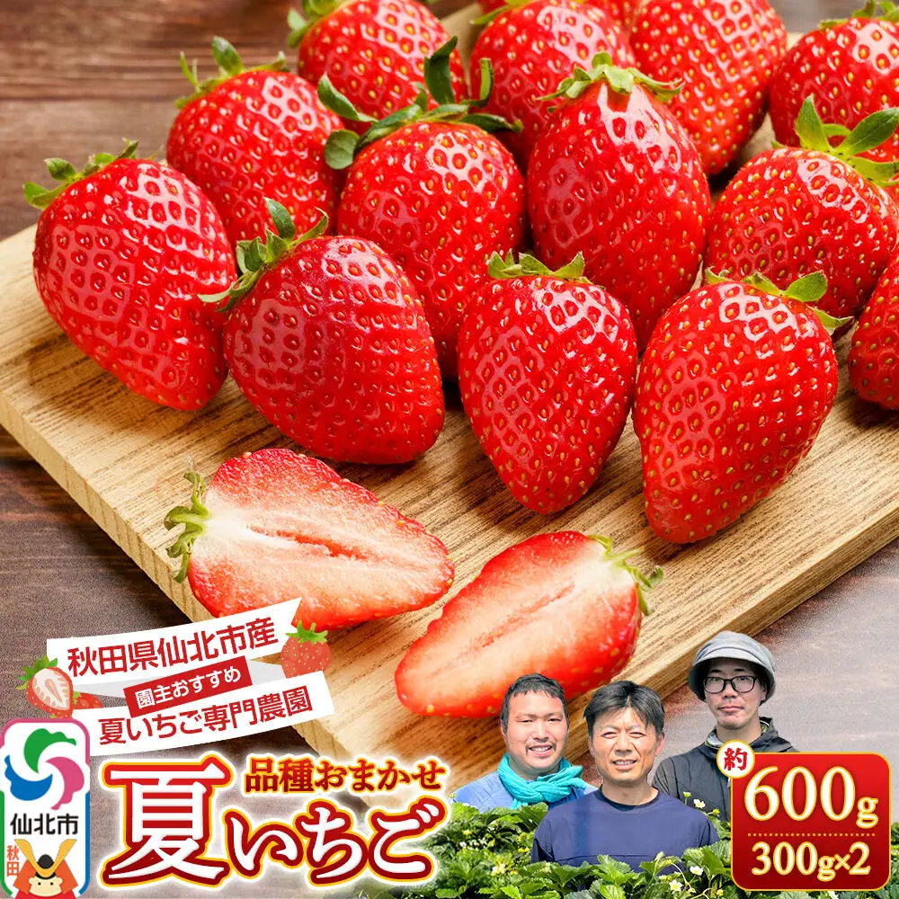 《近畿以北限定》 夏イチゴ専門農園の園主おすすめ！ 仙北市産 夏イチゴ 約600g（約300g×2パック）