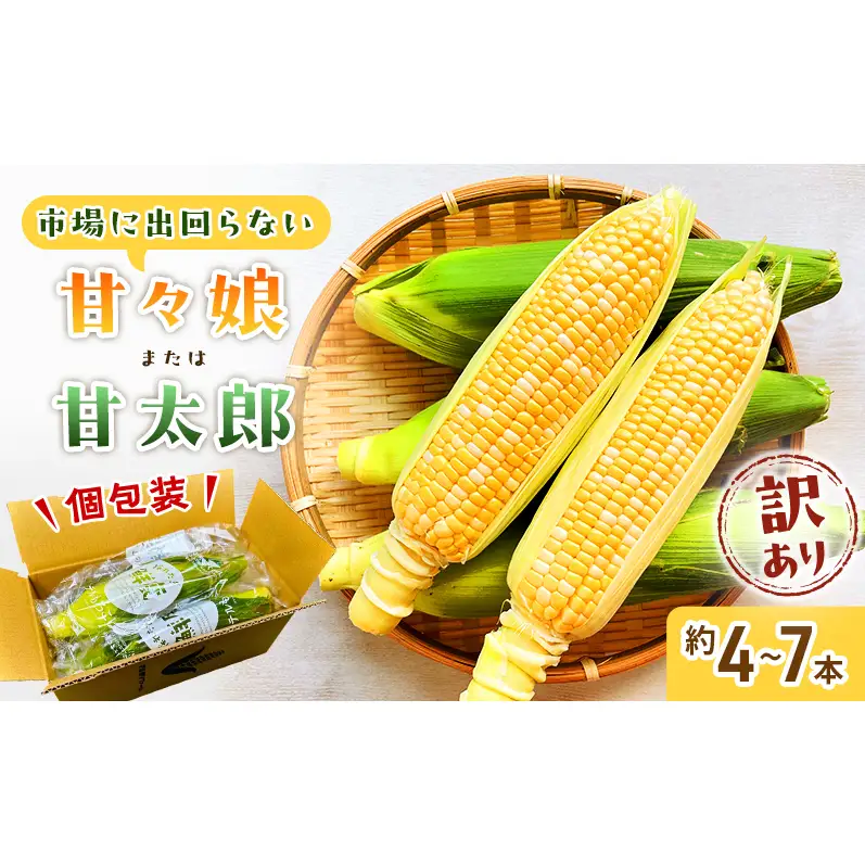 訳あり とうもろこし 先行予約 甘々娘 または 甘太郎 約4本～7本 家庭用 テルもろこし 先端カット済 個包装 レンジ調理 レンチン 旬 冷蔵配送 6月下旬頃より順次発送 静岡 浜松市【配送不可：離島】