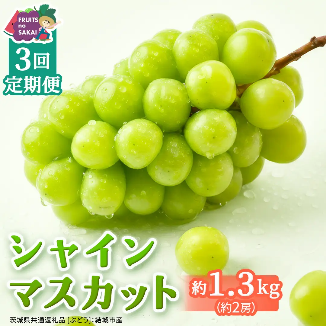 【定期便】3か月連続でお届け！ シャインマスカット 約1.3kg（約2房）【2026年8月から発送開始】（茨城県共通返礼品 [ぶどう]：結城市産）