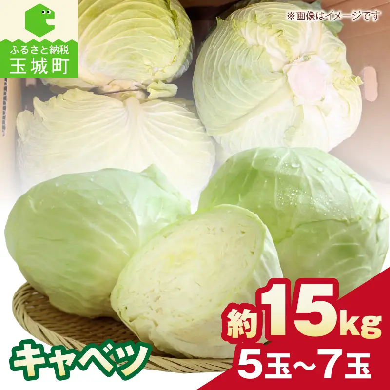 【先行予約】キャベツ 約15kg