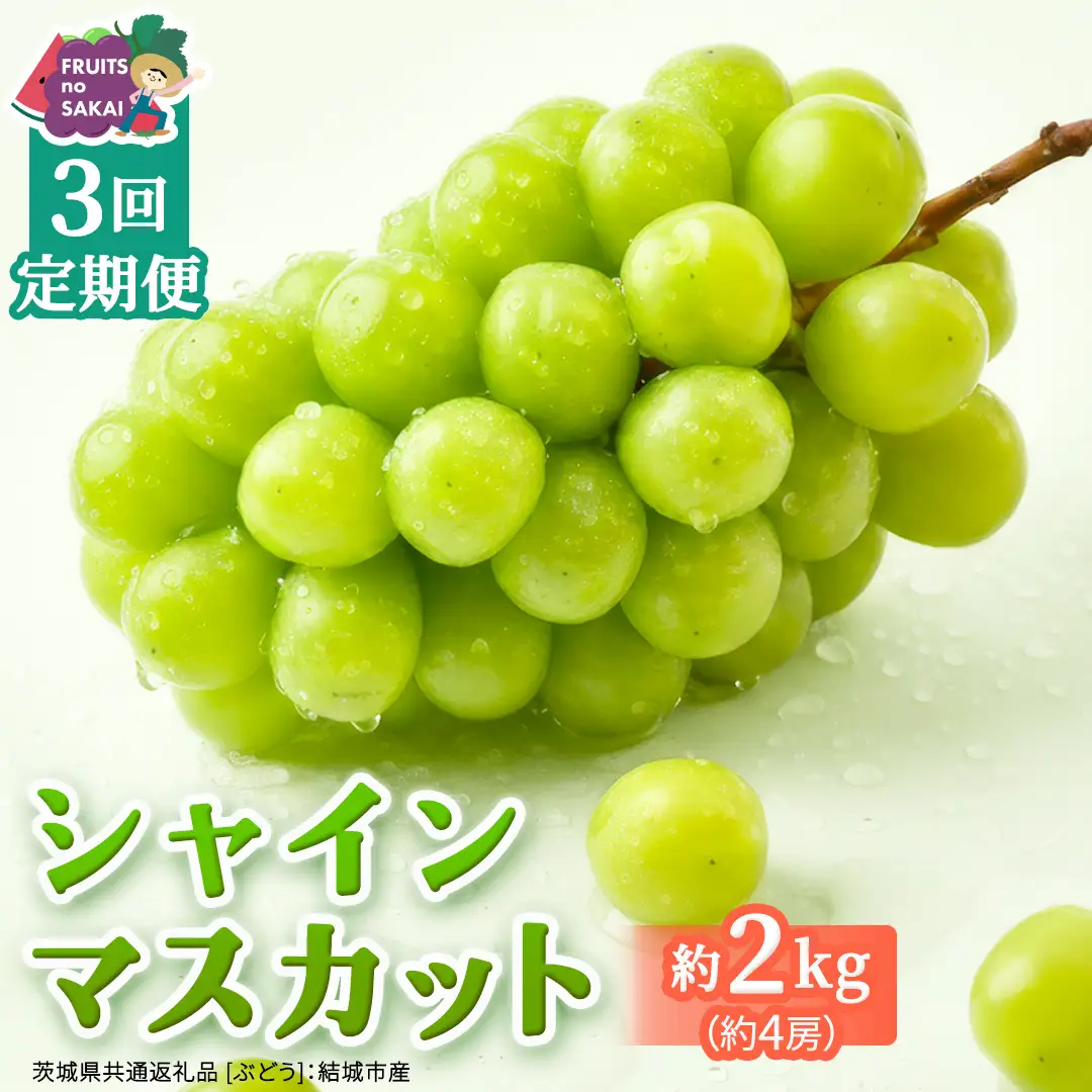 【定期便】3か月連続でお届け！ シャインマスカット 約2kg（約4房）【2026年8月から発送開始】（茨城県共通返礼品 [ぶどう]：結城市産）