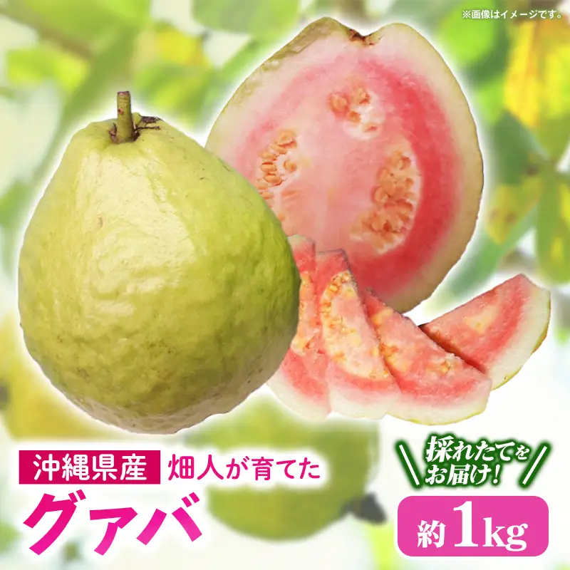 【先行受付】【2026年発送】畑人のグァバ 約1kg - グアバ トロピカルフルーツ ビタミン ポリフェノール 食物繊維 南国フルーツ 沖縄県 産地直送 果物 フルーツ 国産 おすすめ 沖縄県 八重瀬町