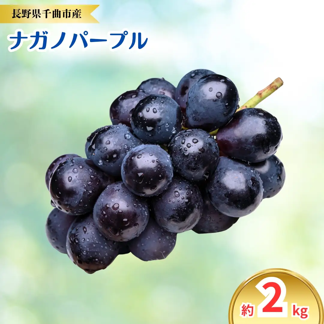 【2026年先行予約】ナガノパープル 約2kg｜ナガノパープル