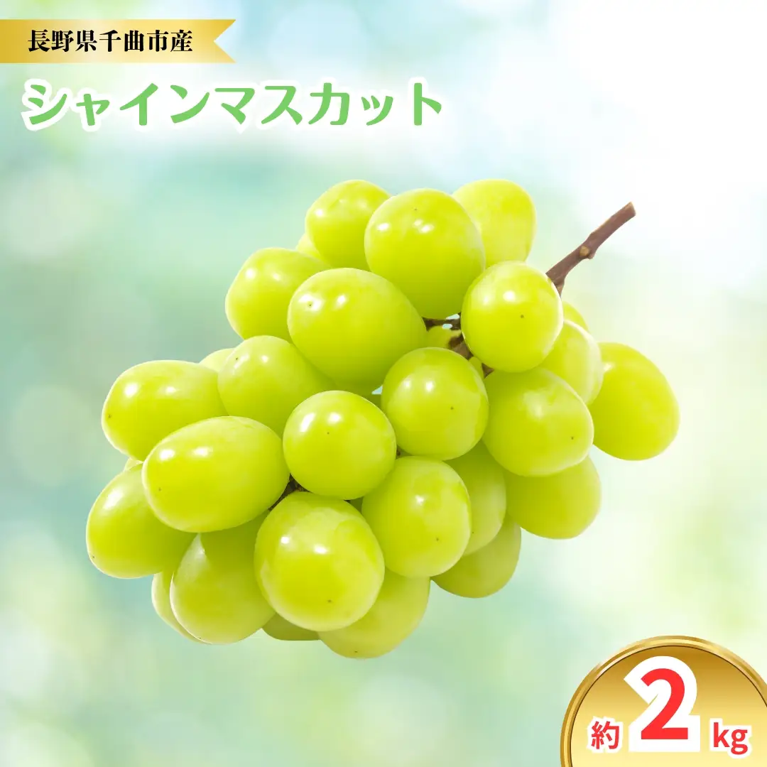 【2026年先行予約】シャインマスカット 約2kg｜シャインマスカット