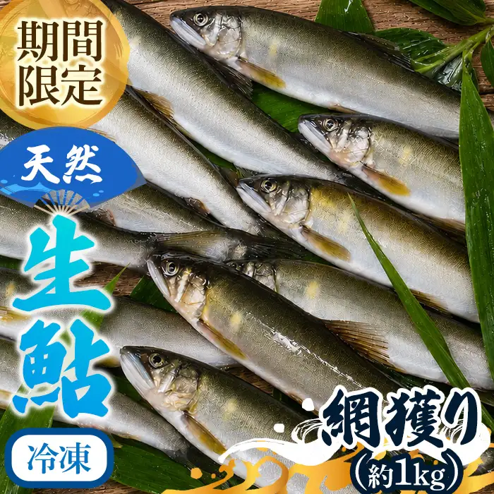 由良川 天然生鮎 冷凍 網獲り約1kg 由良川漁業組合