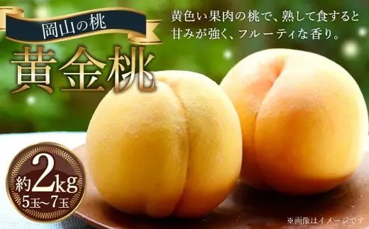 岡山の桃 黄金桃 5～7玉 （約2kg） 【2026年9月発送予定】 黄肉 糖度 香り 果実 食感 くだもの 果物 フルーツ もも 桃 モモ ピーチ 国産 岡山県産 ブランド 甘み